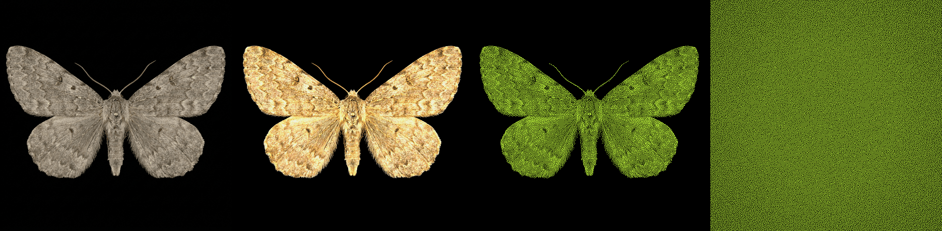 One moth in four states: photographed, retouched, redrawn as a grid of lime dots, and finally a dot field with no moth left in it.